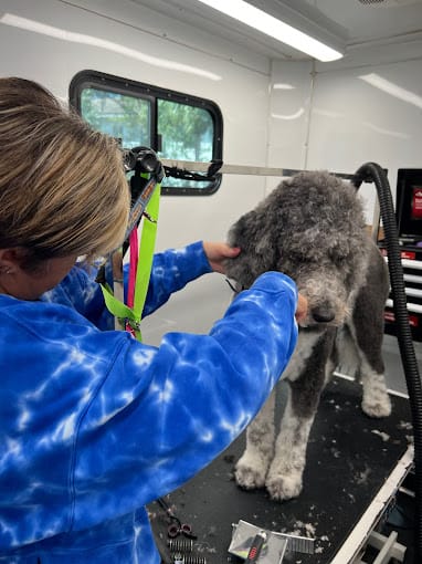 Dog Grooming in Palm City, FL Dog groomed
