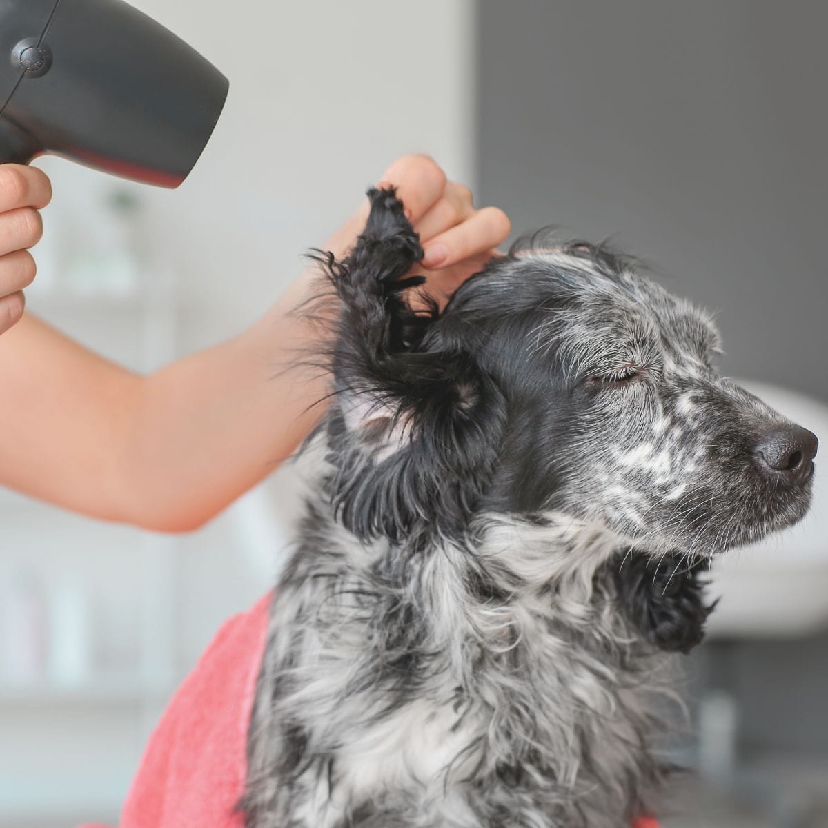 Dog Grooming in Palm City, FL Dog groomed