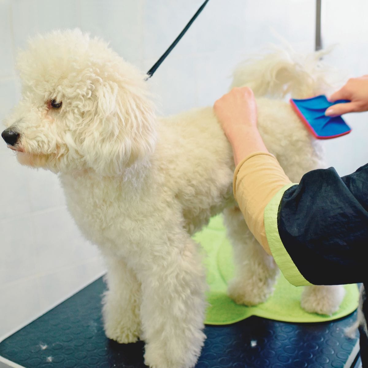 Groomer providing a brushing treatment to a dog at Shampoochiday Spa to maintain a shiny and tangle-free coat