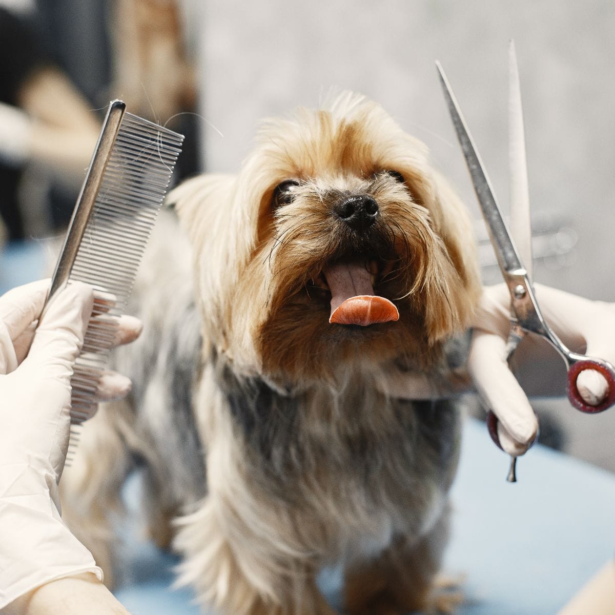 Professional Dog Haircutting Service at Shampoochiday Spa
