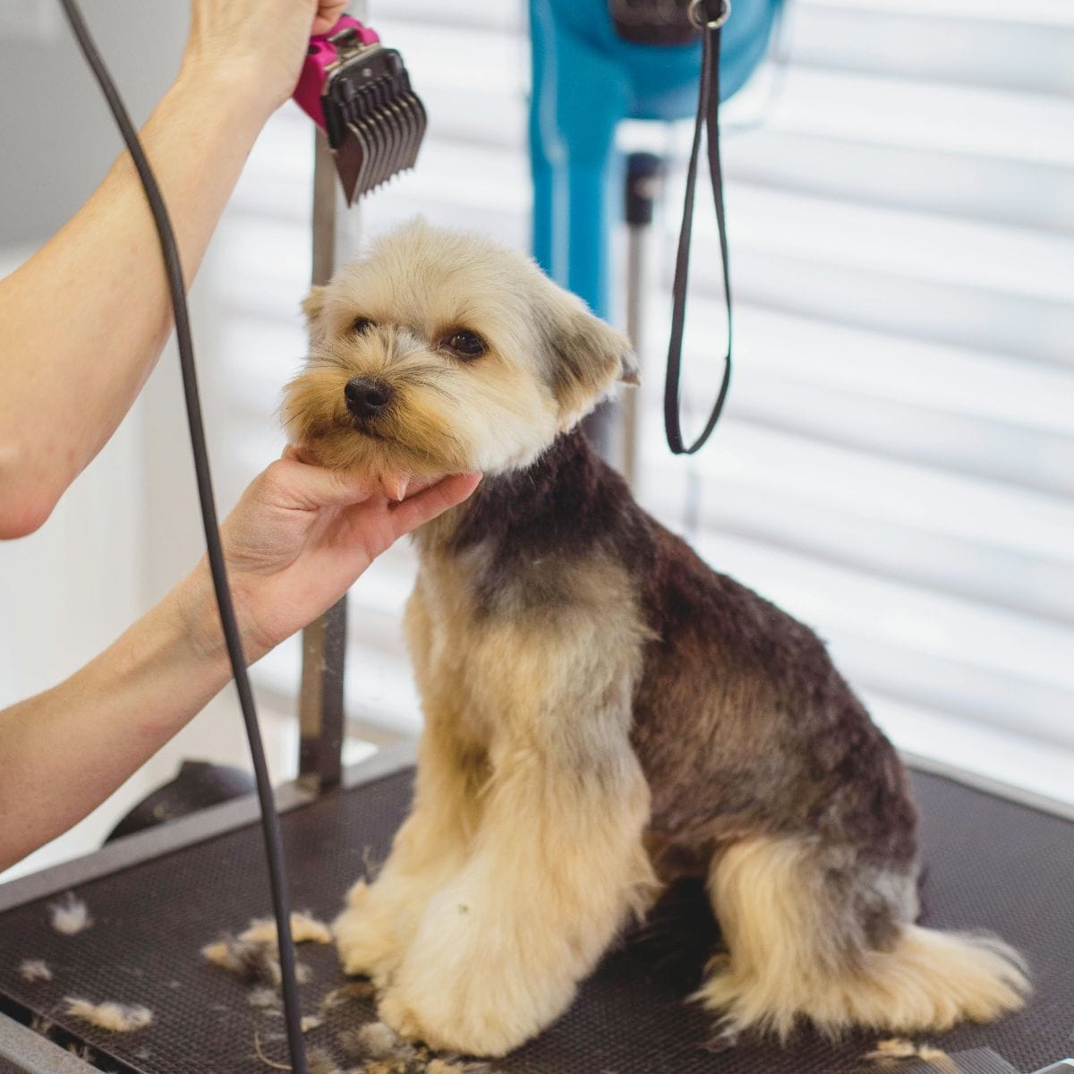 A professional groomer cutting a dog’s hair and providing deshedding services at Shampoochiday Spa.