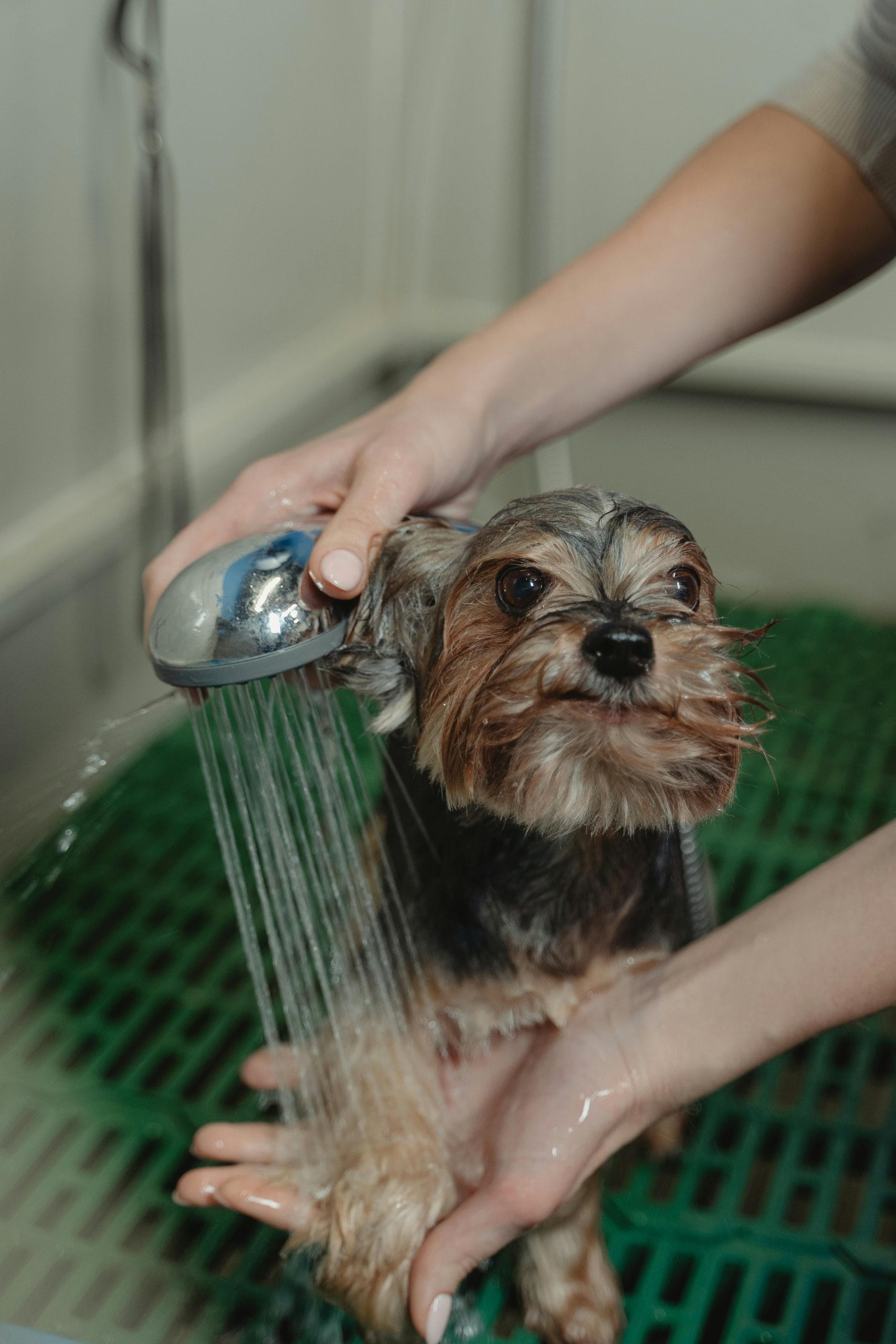Dog enjoying a relaxing bath at Shampoochi Day Spa