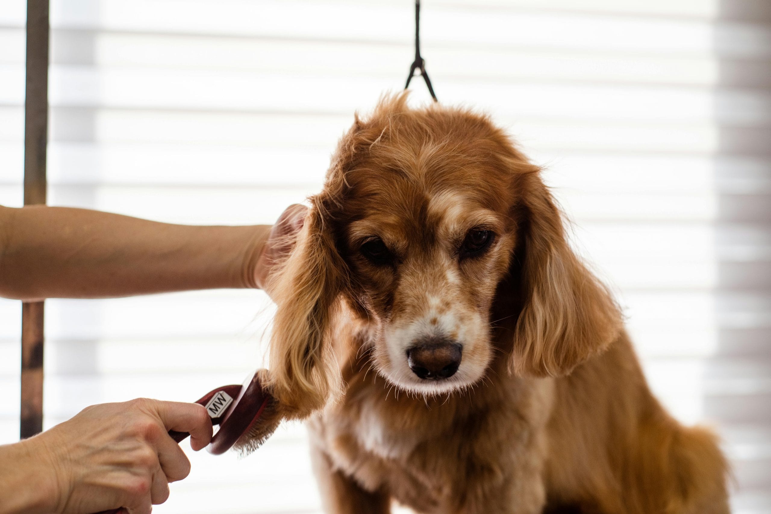 Dog groomer at Shampoochi Day Spa brushing a happy dog's hair