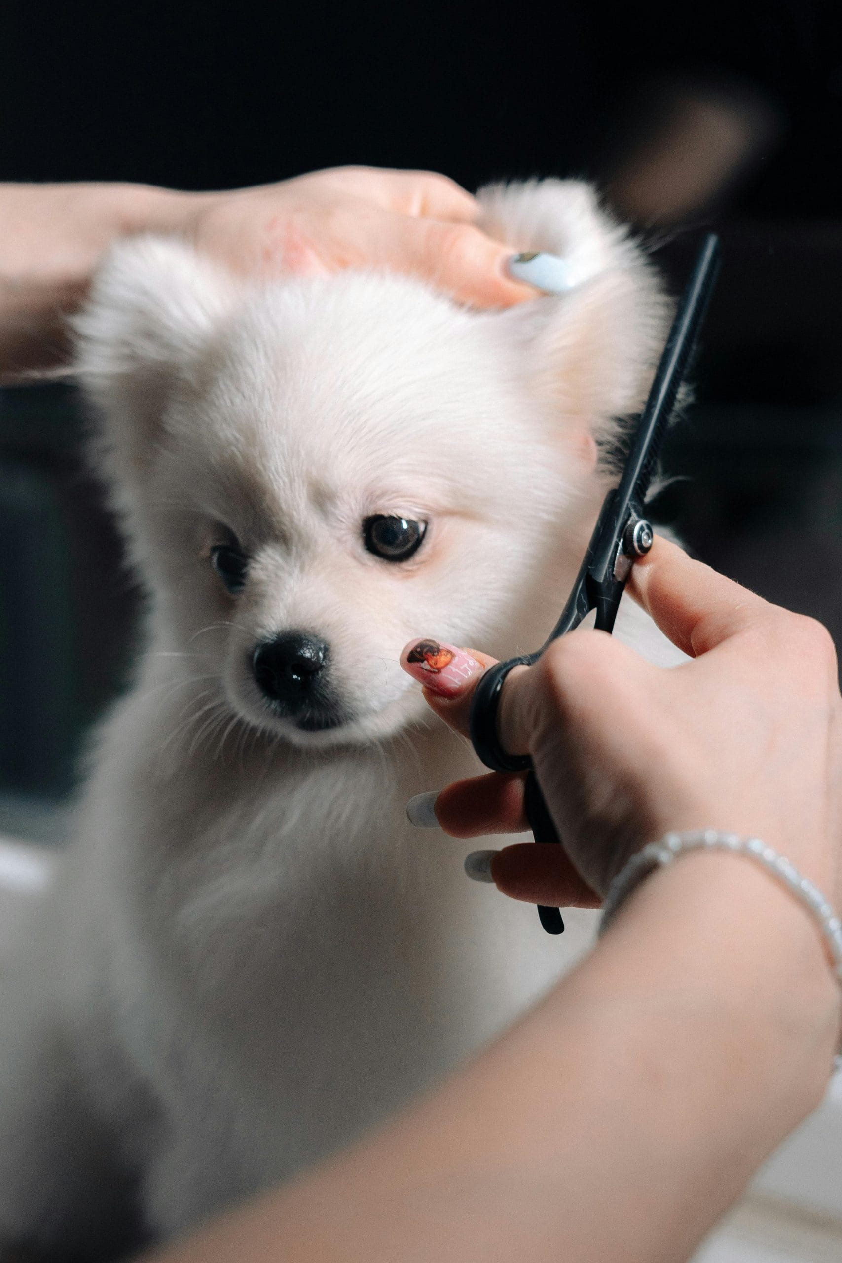Professional groomer giving a dog a haircut at Shampoochi Day Spa