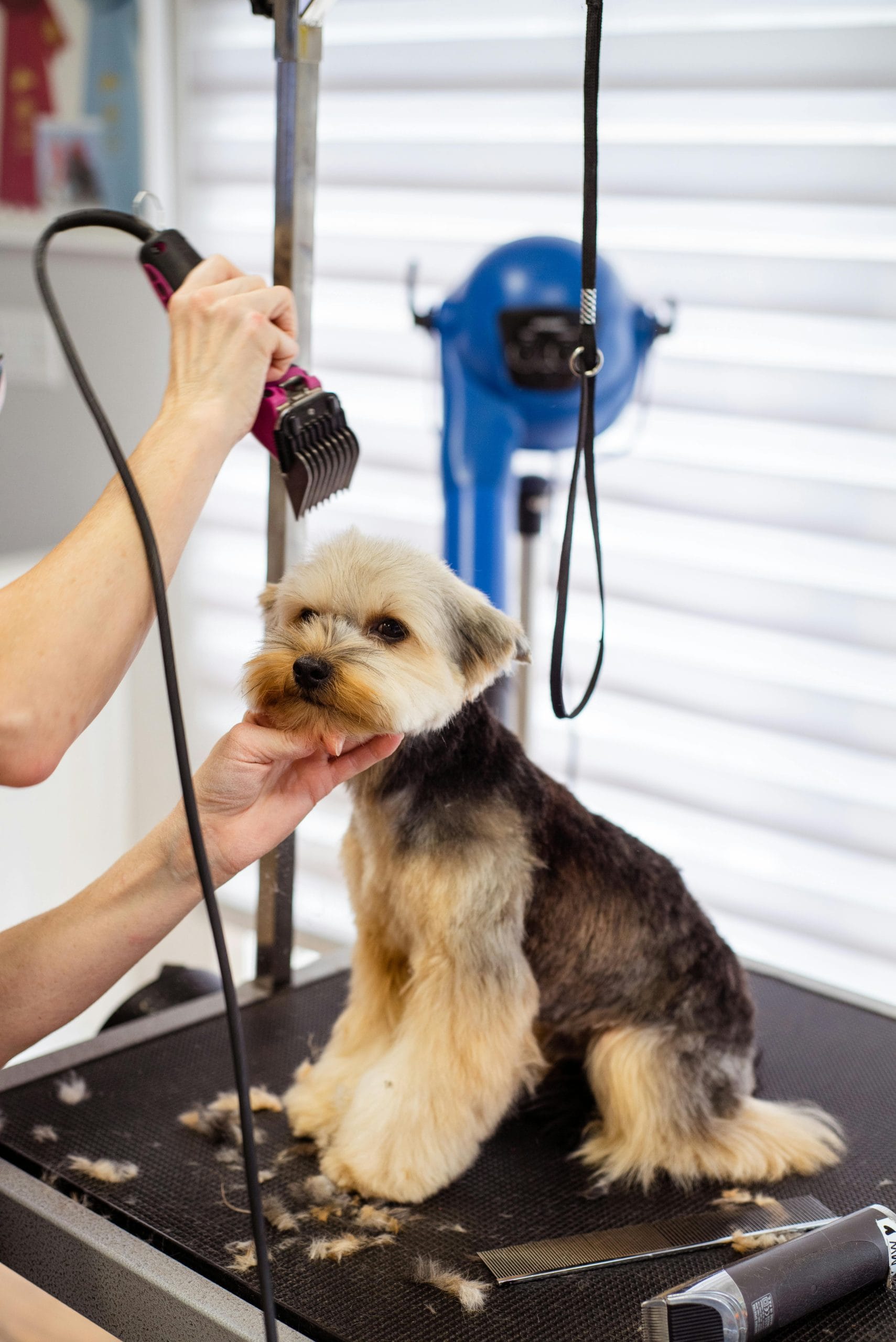 Small dog getting a haircut at Shampoochi Day Spa, sitting calmly on a grooming table.