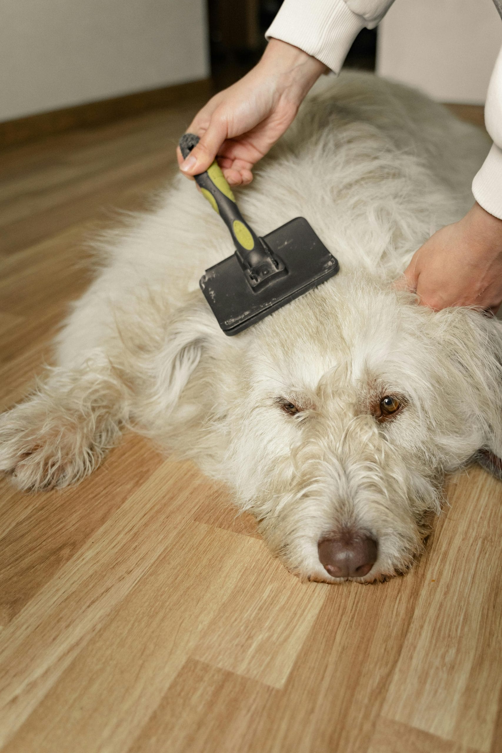 Dog sitting still while a groomer carefully cuts its hair.