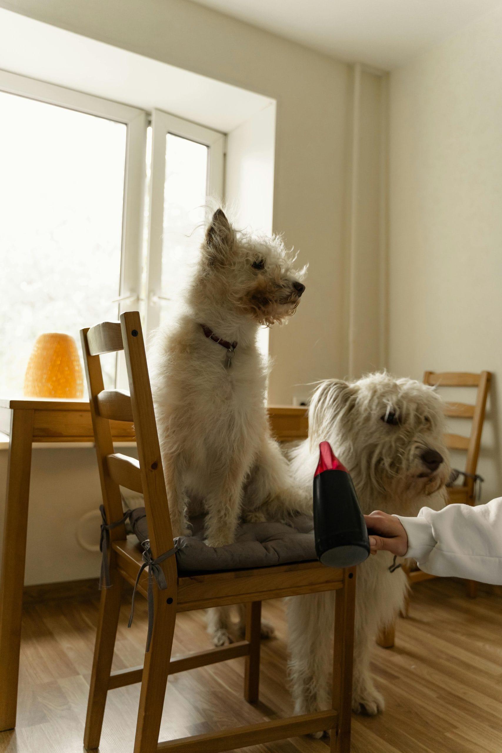 Alt Text Two dogs standing side by side, waiting for their haircuts at the grooming salon.